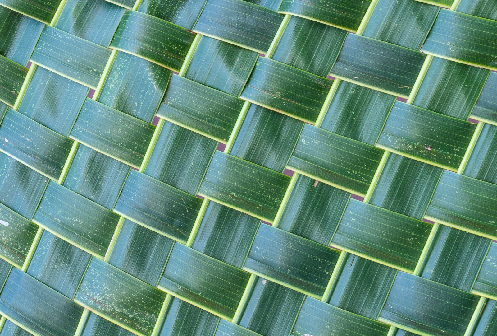 coconut fronds woven together