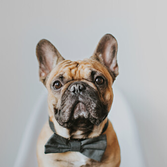 dog with bow tie