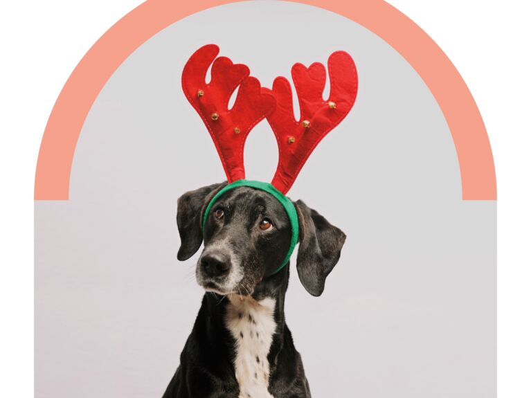 Dog with reindeer antlers
