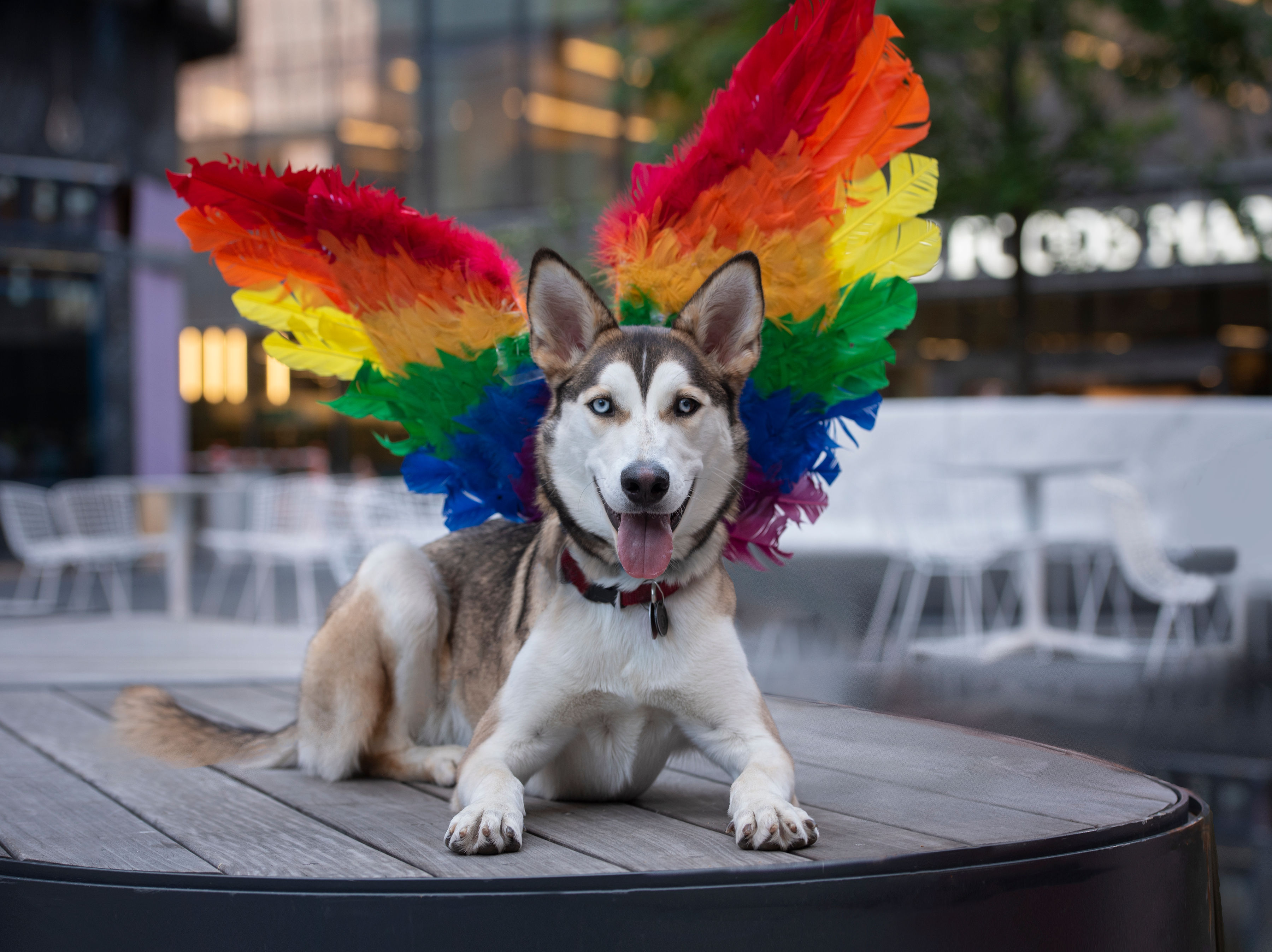 A dog in rainbow wings.