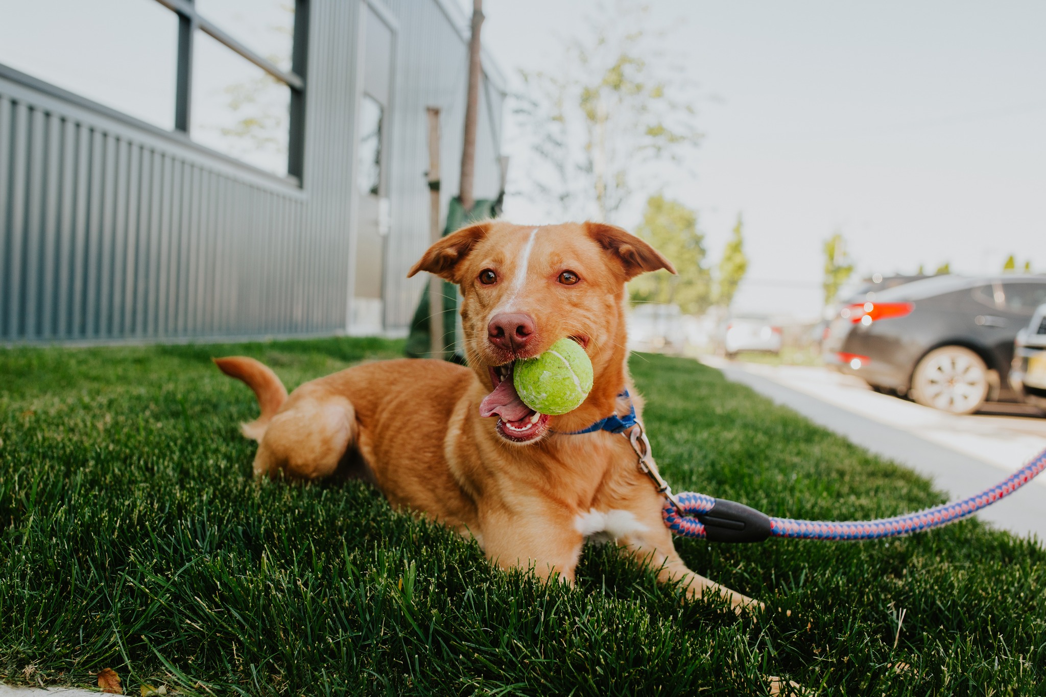 Adopt & Shop