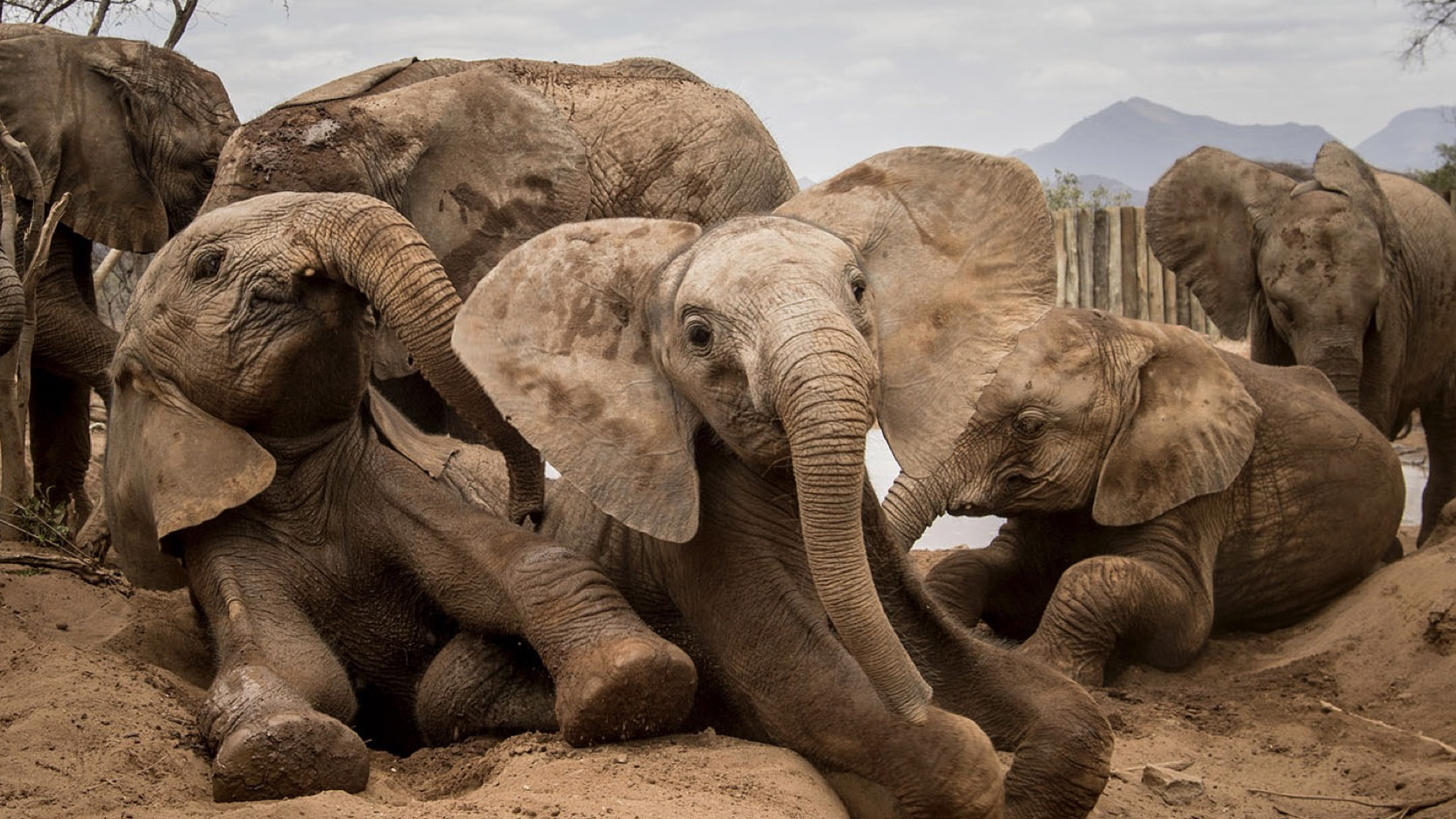 The Elephant Guardians by Ami Vitale. Photos of Elephants on the Reteiti Elephant Sanctuary in Africa.