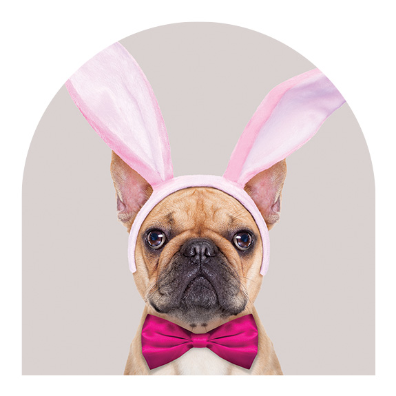 Dog in bunny ears