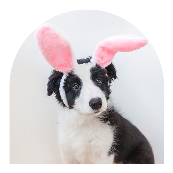 dog with bunny ears